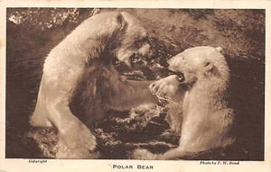 POLAR BEARS LONDON ZOO POSTAL c.1920'S F W BOND FOTÓGRAFO - Imagen 1 de 2