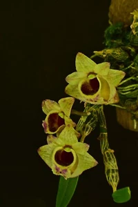 Orquídea Dendrobium hekouense - Imagen 1 de 2