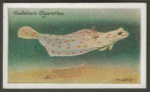 GALLAHER-THE ZOO AQUARIUM 1924-#052- PLAICE 