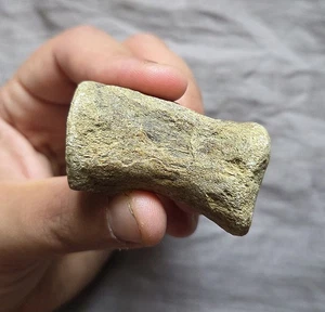 Very Rare UK Jurassic Sauropod Tail Vertebra Bone Fossil Dinosaur Piece  - Picture 1 of 5