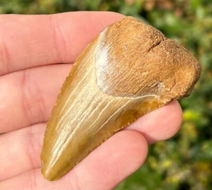 RARE LOCALITY Auriculatus Fossil Sharks Tooth Togo Africa Megalodon Ancestor - Picture 1 of 8