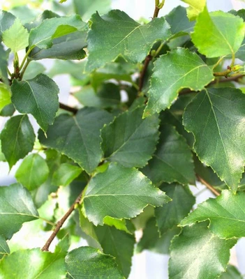 Kugelbirke Betula pendula Magical Globe Lollypop Birke Stammhöhe 60 - 80 cm - Bild 1 von 2