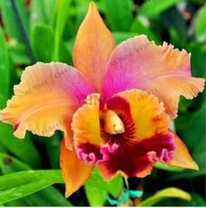20 SEEDS for Tangerine Orange LILY RARE flower exotic garden plant USA Seller - Picture 1 of 3