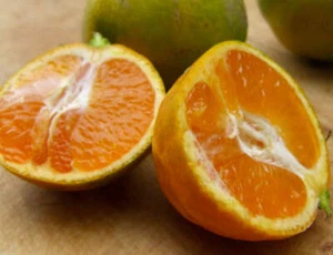 Citrus × unshiu SATSUMA MIYAGAWA - Satsuma Miyagawa Mandarin | Miyagawa Satsuma - Picture 1 of 3
