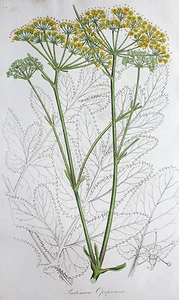 Opoponax Chironium Myrrhe Apotheke Arznei Harz Balsam Orient Öl Parfum Blinddarm - Bild 1 von 1