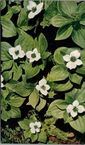 Postal de flores de cornel enano - Imagen 1 de 2