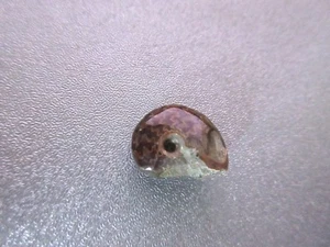 Madagaskar Fossil Ammonit Präparat 1 Stück - Bild 1 von 1