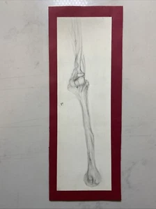 Antique Vintage original Signed Male Anatomy Chart pencil drawing - Picture 1 of 4