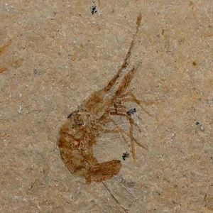 1.5" Fossil Shrimp Carpopenaeus Cretaceous Age 100 Mil Yrs Old Lebanon COA - Picture 1 of 7
