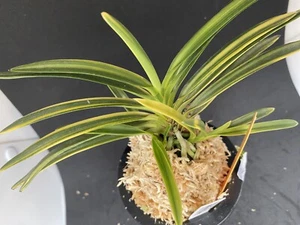 (BIN)Neofinetia falcata(japaneseorchid)stripe/KUMO/YUKOKU-NISHIKI 幽谷錦 - Picture 1 of 9