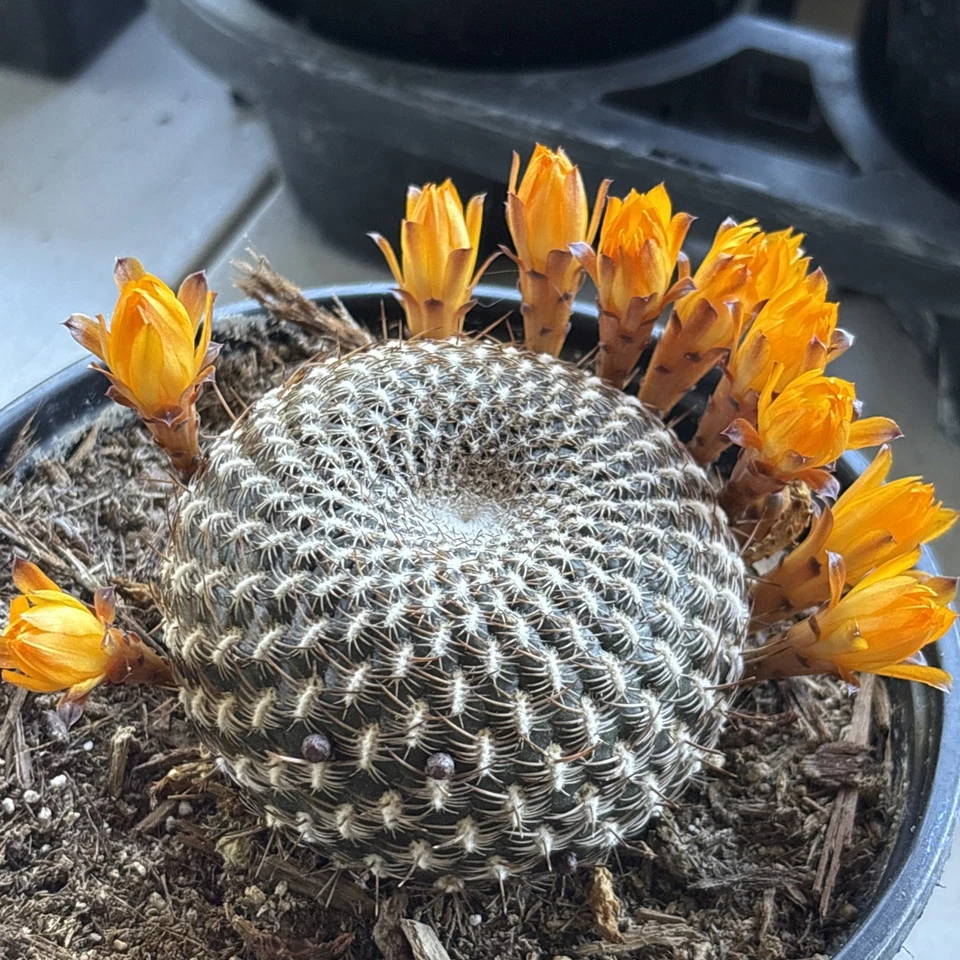 Sulcorebutia arenacea cactus Cacti Succulent real live plant 6 in pot  - Image 1 of 4