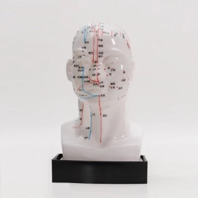 Equipo de enseñanza de medicina tradicional china modelo de acupuntura cabeza humana Foto 1 de 2