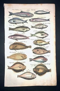 MERIAN - SUELA SARDINA - PL.20 - FOLIO - GRABADO ORIGINAL - 1650 - 1ª EDICIÓN - Imagen 1 de 1
