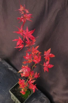 Seed Grown Acer Palmatum 'Arakawa' Rough Bark Japanese Maple Tree 19-Inches Tall - Image 1 of 4