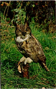OWL Accipiters Raptores en postal vintage sin publicar - Imagen 1 de 2