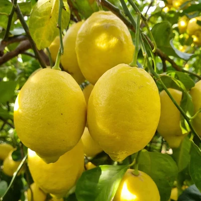 DEFAULT Limoni Biologici Lucani con Buccia Edibile spedizione ogni Lunedì Prodotto Super