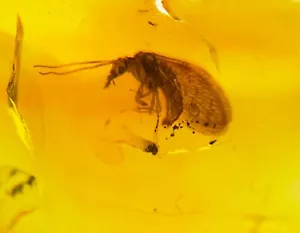 Raro encaje fósil en ámbar - neuroptera República Dominicana - Imagen 1 de 8