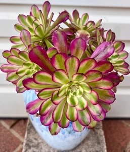 RARE AEONIUM VARIEGATED "DANCING BEAUTY"- 8 HEAD CLUSTER ROOTED PLANTS 8-21 - Picture 1 of 3