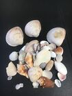Group Of Vgc Seashells