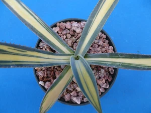 Agave murpheyi medio-picta "Turner" VARIEGATED! RARE 5"-8" Wide Genuine! NICE  - Picture 1 of 10