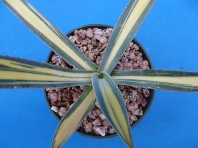 Agave murpheyi medio-picta "Turner" VARIEGATED! RARE 5"-8" Wide Genuine! NICE  - Image 1 of 4