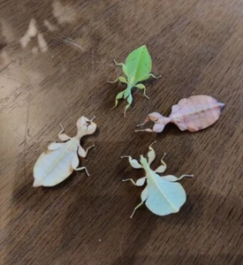 20 huevos de Phyllium tobeloense Galela ¡hoja ambulante partenogénesis! - Imagen 1 de 3
