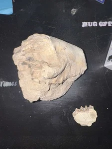 oreodont skull - Picture 1 of 5