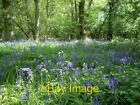 Photo 6X4 Bluebells In Hildersham Wood Hadstock  C2007