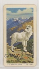 1967 Brooke Bond Red Rose Animals and Their Young Tea Mountain Goat #46 0p46