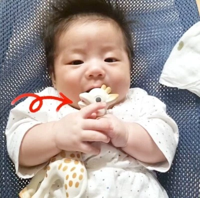 Sophie La Girafe Giraffe Teether Paris Edition/baby Toothbrushing/Natural Rubber - Image 1 of 4