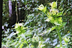 15 Samen Kohldistel,Cirsium oleraceum #883 - Bild 1 von 1