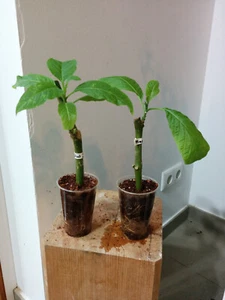 Engelstrompete, Brugmansia, 2x Jungpflanze, weiße und rosa Blüte - Bild 1 von 5