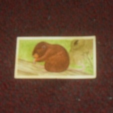 Brooke Bond Tea Cards. - A Journey Downstream ,. X 1 -  No 11 - vgc  water vole
