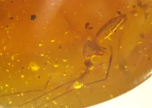 Ultra SELTENE echte weibliche Mücke mit Spinne in dominikanischem Bernstein Fossil Edelstein - Bild 1 von 17