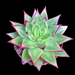 Echeveria Agavoides Lipstick Red Variegation Succulent Plant in 10.5cm pot - Picture 1 of 5