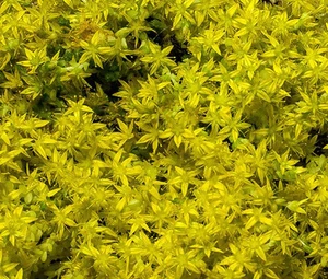 SEDUM STONECROP AMARILLO Sedum Ellacombianum - 200 semillas a granel - Imagen 1 de 1