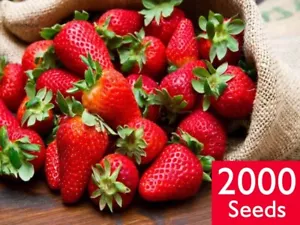 2000 TEMPTATION STRAWBERRY SEEDS High Yielding Variety Plant Tropical Fruit BULK - Picture 1 of 6