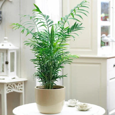 Chamaedorea Elegans Palm - Premium Tall Indoor House Plant Décor Potted 13cm - Image 1 of 4