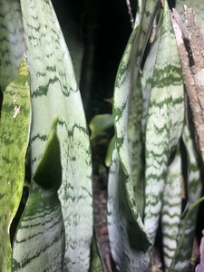 Snake Plants Sanseviera Trifasciata -2 Bare Rooted Plants - Picture 1 of 3