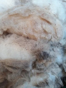 Ryeland unwashed raw sheep fleece wool spinning Crimp crafts 800g - Picture 1 of 2