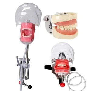 Dental Simulator Mannequin Head Teeth Model Bench-Mounted Training Tooth Mold - Picture 1 of 46