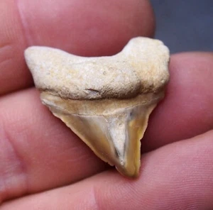 Pathological deformed disease defect Shark Tooth Teeth Fossil Predator Dino 47 - Picture 1 of 5