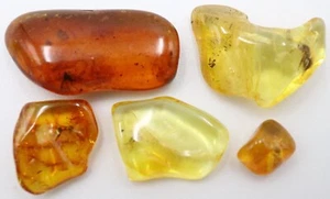 5 LOT Baltische Bernsteine mit seltenen Insekten | Zertifizierte Fossileinschlüsse - Bild 1 von 9