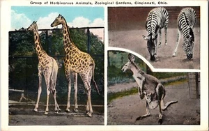 Postal Animales Herbívoros Jardines Zoológicos Cincinnati Ohio 1931 vista múltiple - Imagen 1 de 2