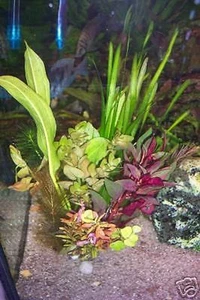 !! ANGEBOT !! 30 Aquariumpflanzen Bunter Mix Stängelpflanzen gegen Algen  - Bild 1 von 1