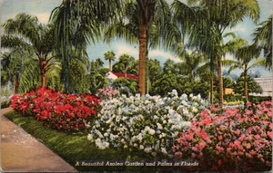 Vintage Postcard Azalea Garden Palm Trees Florida FL - Picture 1 of 2