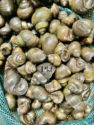 Lote de 50 caracoles trampa japoneses comedores de algas para estanque koi jardín pkf Foto 1 de 4