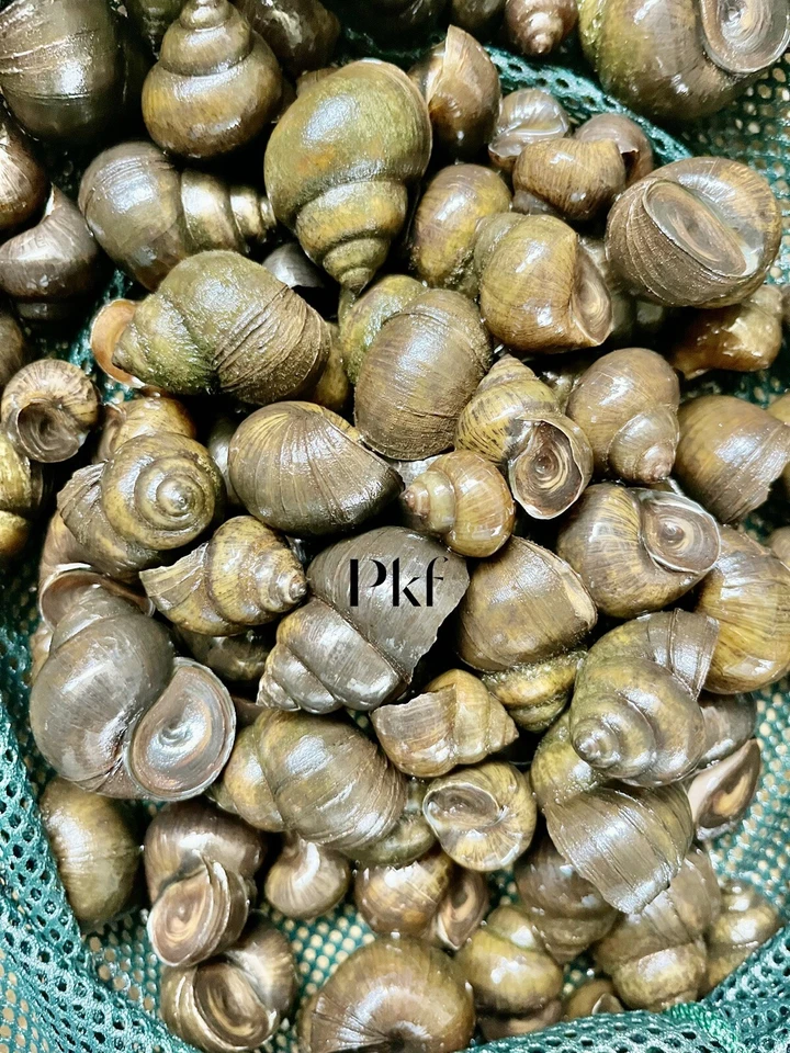 50-Lot Japanese Trapdoor snails algae eaters for koi pond garden pkf - Image 1 of 4
