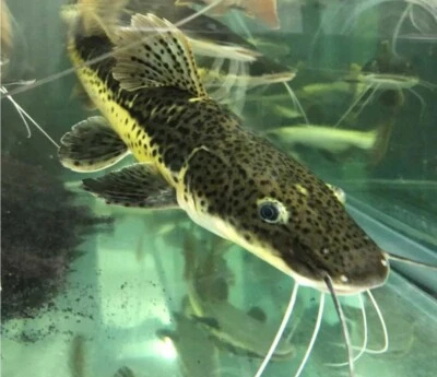 7" Plus Baby Redtail Hybrid Tiger Shovelnose Catfish Super Strong Imported Asia. - Image 1 of 4