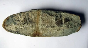 Racholepis Brazilian Fossil Fish Ultra rare Cretaceous 110 million years old - Picture 1 of 4